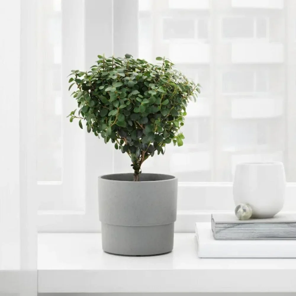 Ikea Nypon Gray Plant Pot
